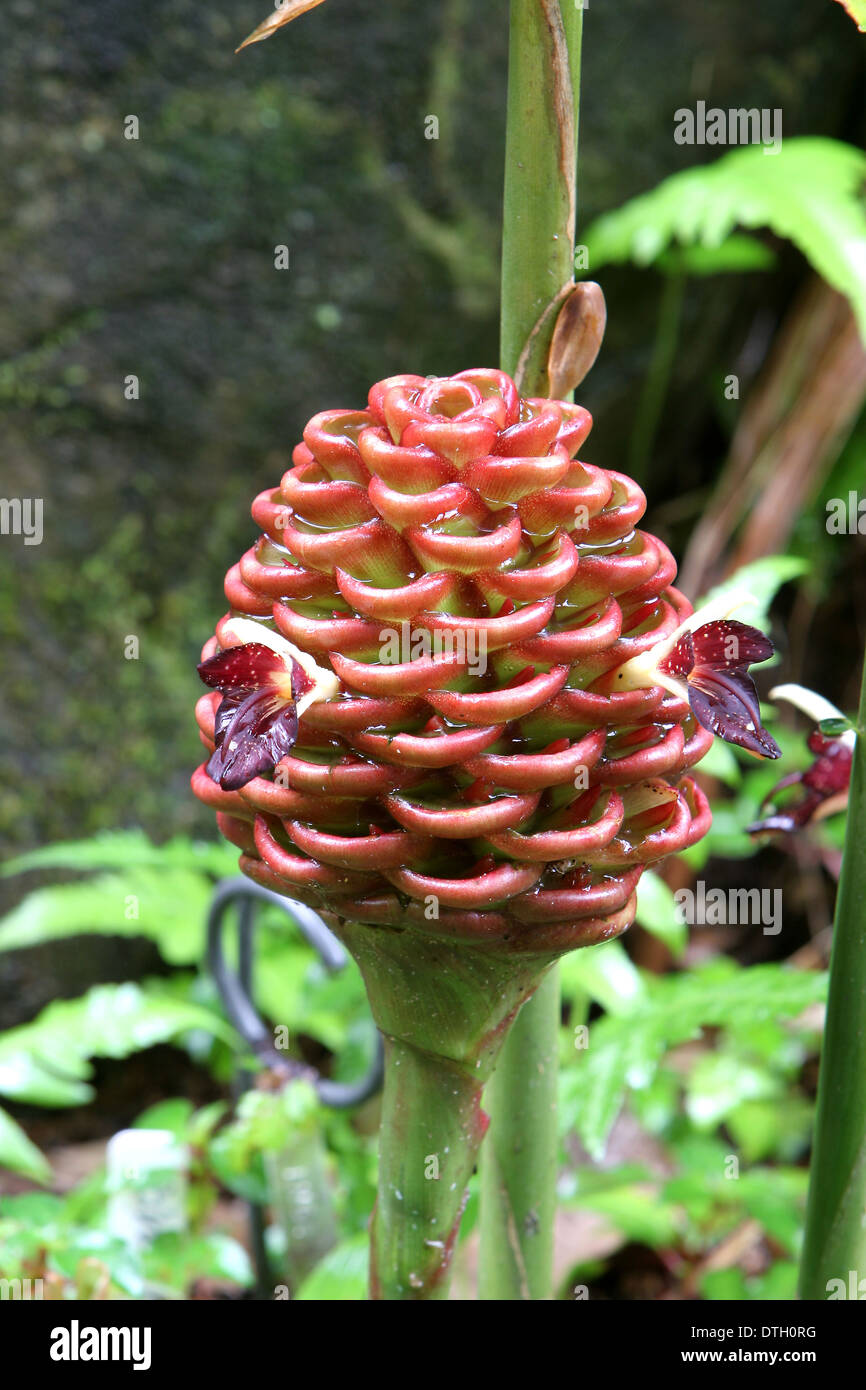Beehive ginger in a tropical rain forest, Hawaii Stock Photo