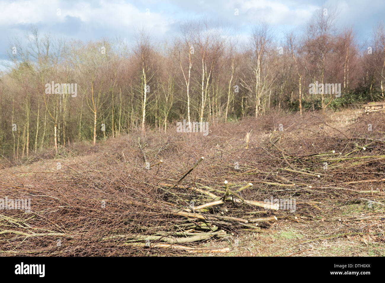 Woodland clearance to open up common land for a more varied flora and fauna, England, UK Stock Photo