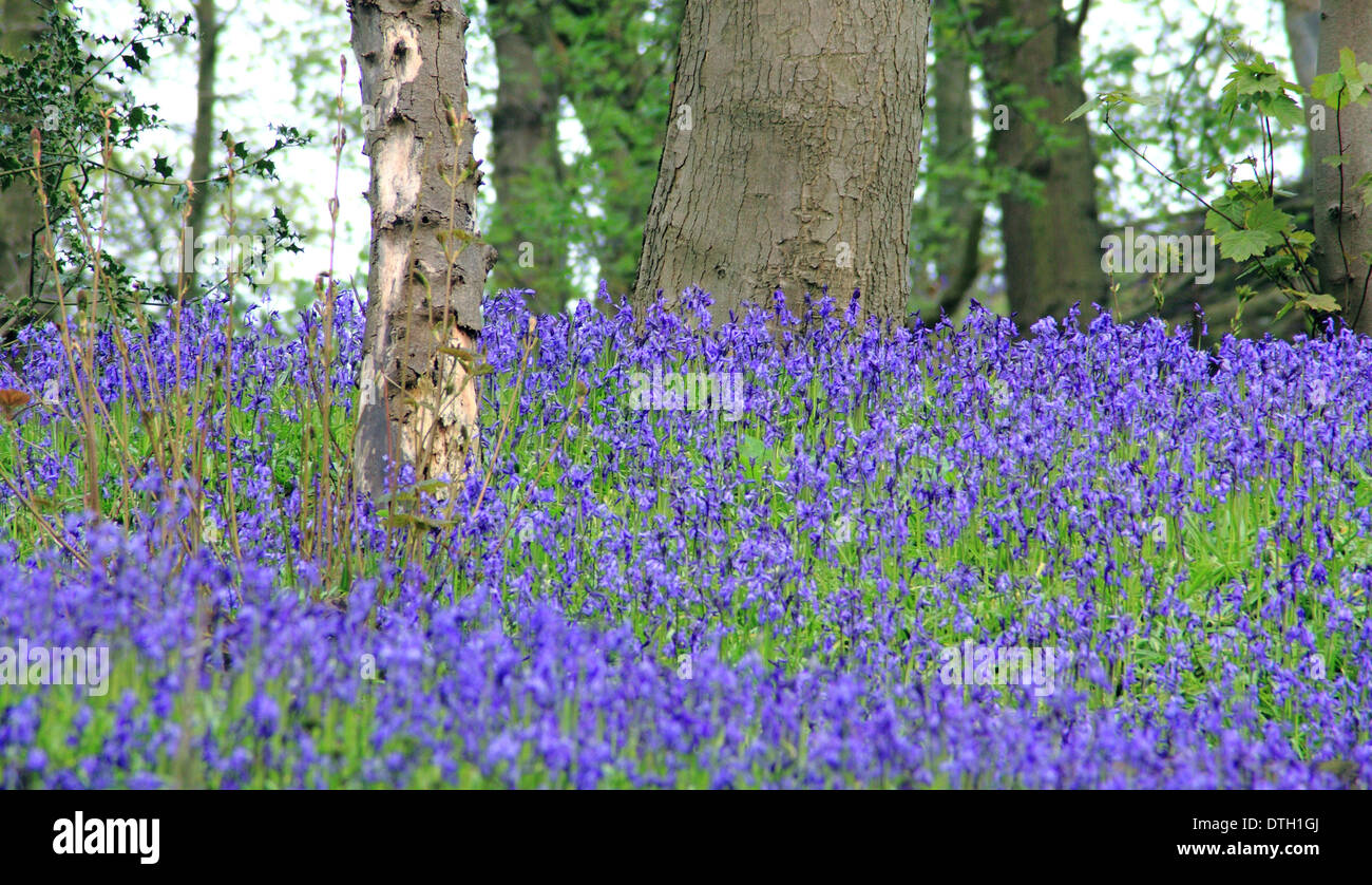 British native bluebells (Hyacinthoides non-scripta) in a ancient English deciduous woodland - Shaw Wood, Derbyshire, UK - May Stock Photo