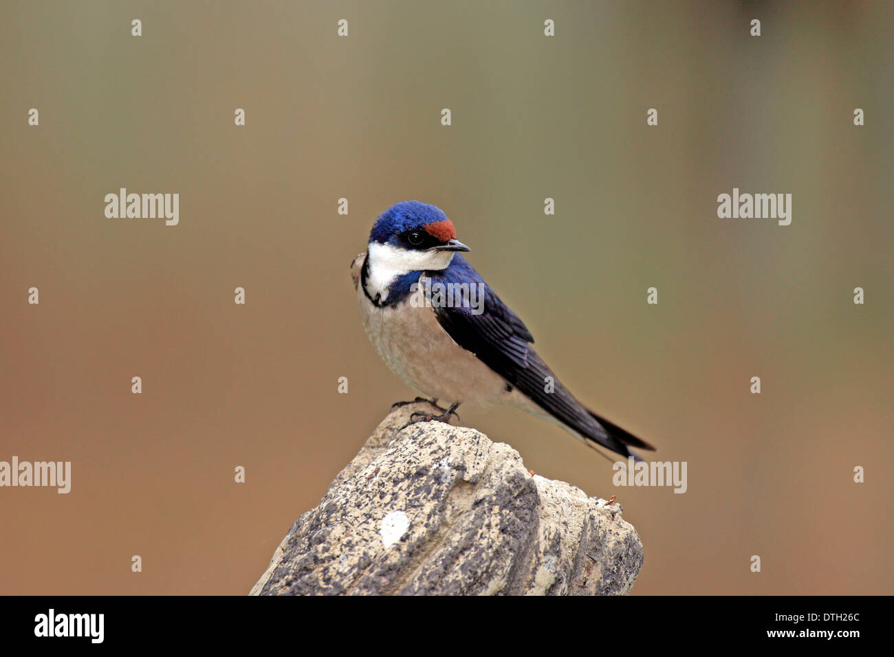White-throated Swallow, South Afrika / (Hirunda albigularis) Stock Photo
