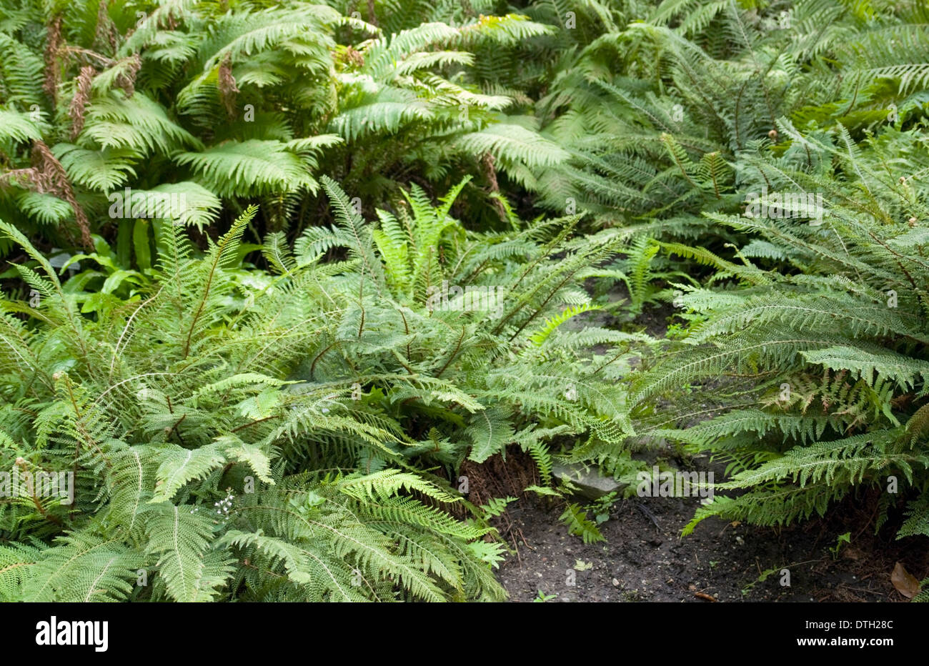 natural back including various fern plants Stock Photo Alamy