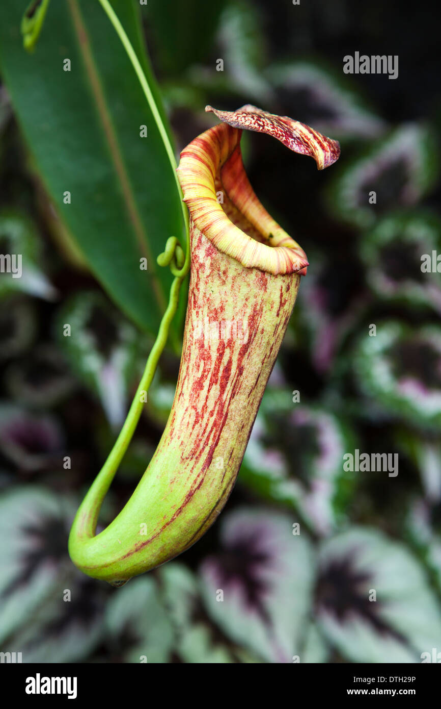 A Wild Pitcher Plant ( Nepenthes gracilis ) in Borneo, Malaysia Stock Photo