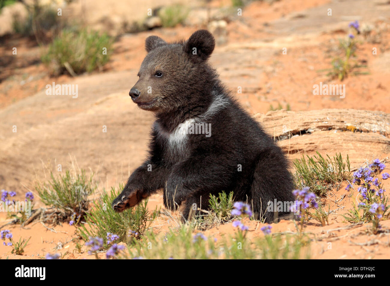 Grizzly Bear, 3 months, Monument Valley, Utah, USA / (Ursus arctos horribilis) Stock Photo