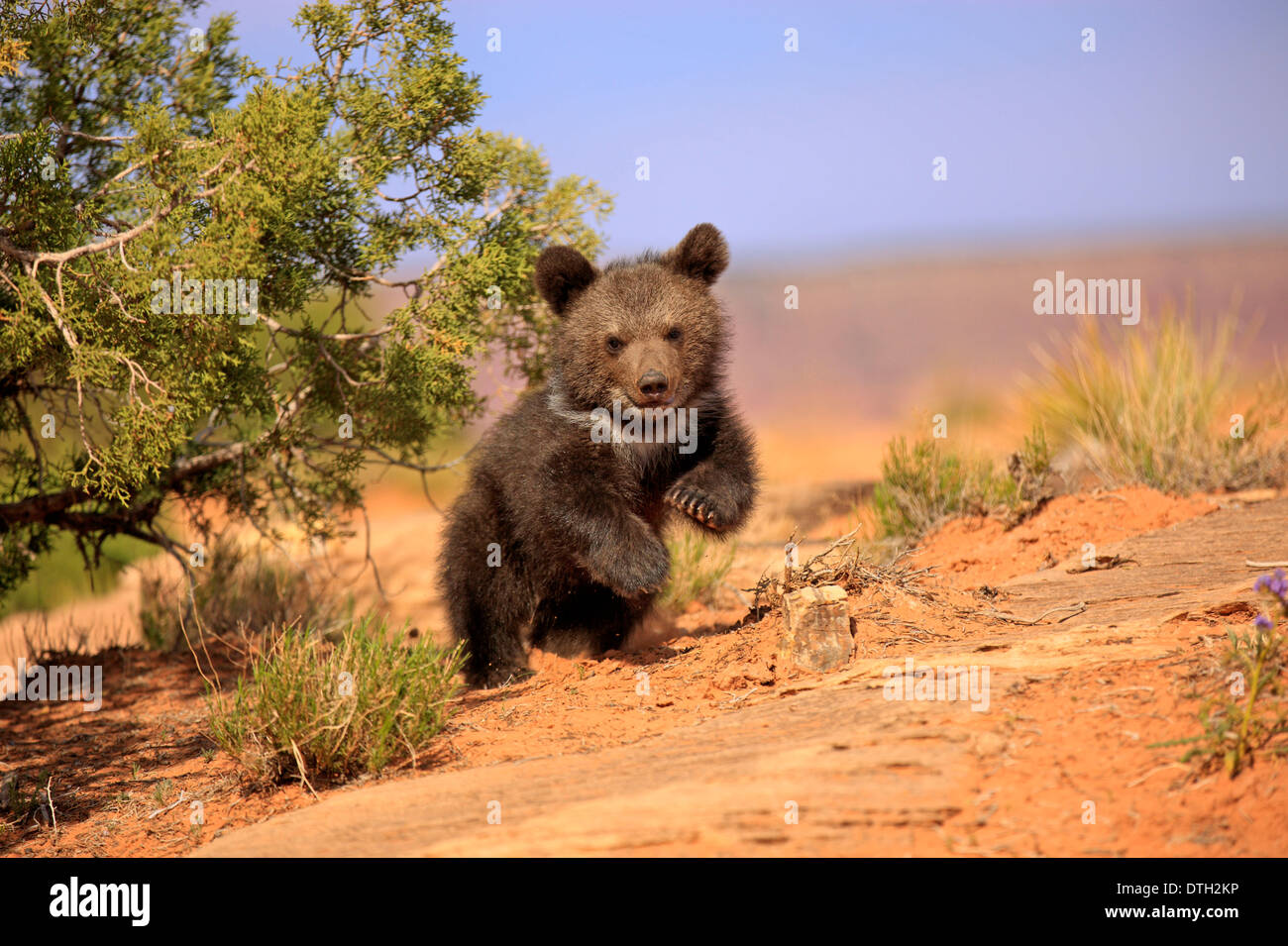 Grizzly Bear, 3 months, Monument Valley, Utah, USA / (Ursus arctos horribilis) Stock Photo
