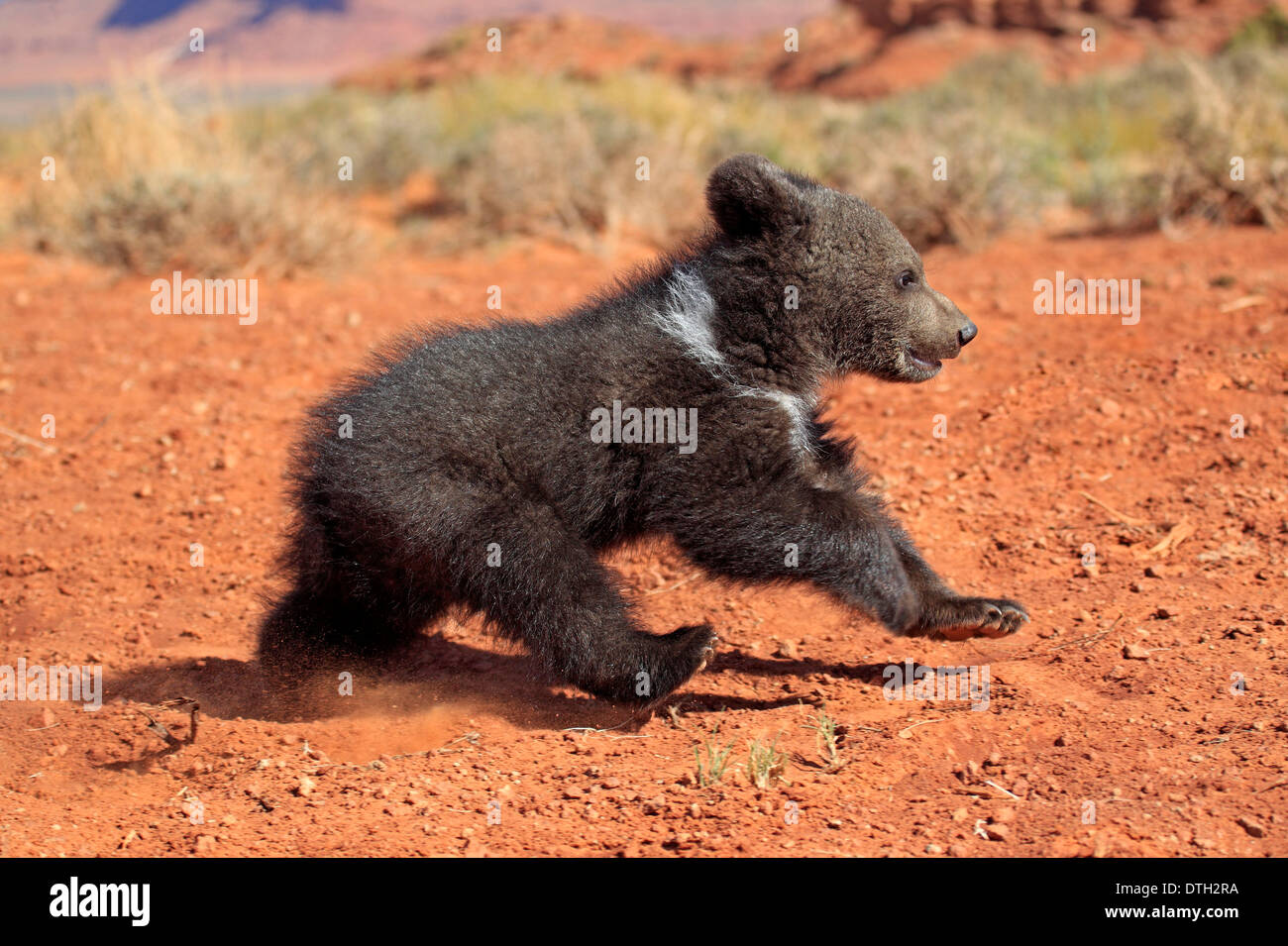 Grizzly Bear 3 Months Monument Valley Utah USA Ursus Arctos 
