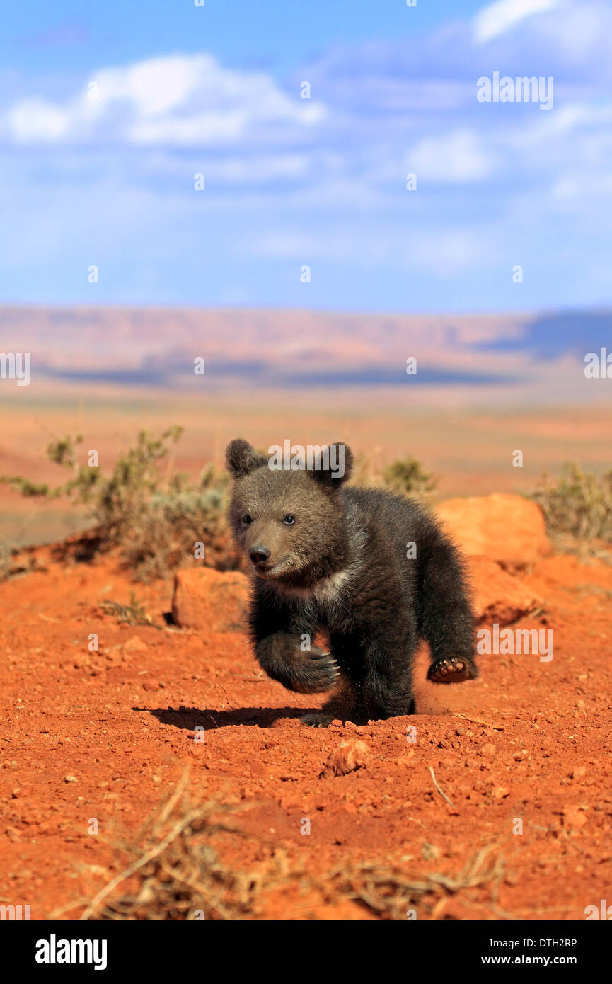 Grizzly Bear, 3 months, Monument Valley, Utah, USA / (Ursus arctos horribilis) Stock Photo