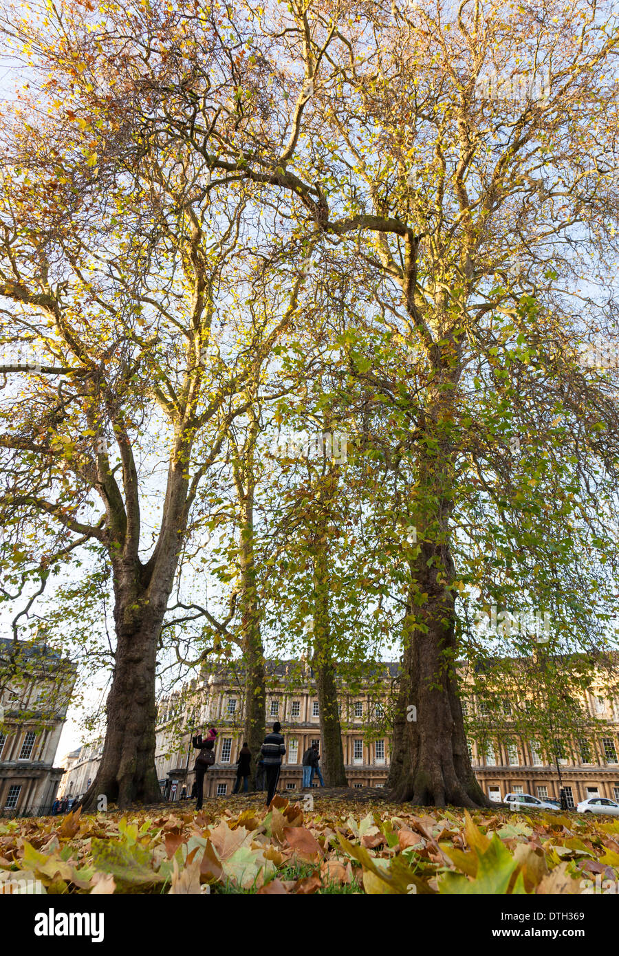 'Worm's eye' view of the trees and the Georgian terrace that comprise 'The Circus' in Bath, England. Stock Photo