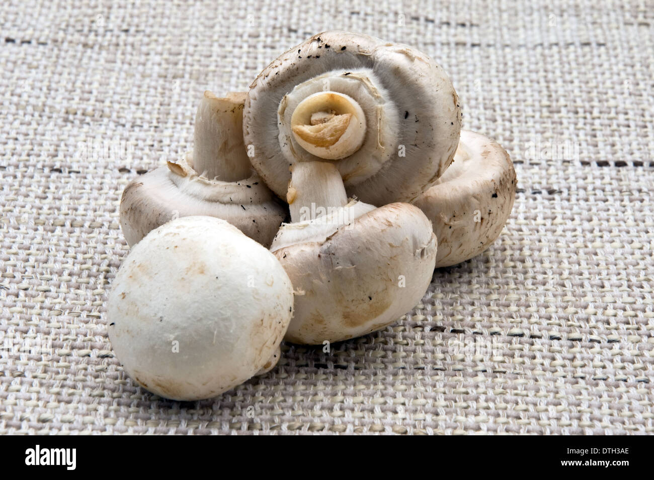 Closed cup mushrooms Stock Photo Alamy