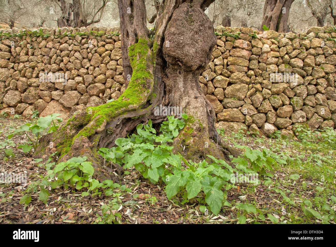 Olive tree with some moss on cultivation terrace. Tramuntana mountains. Sóller area. Majorca, Balearic islands, Spain Stock Photo