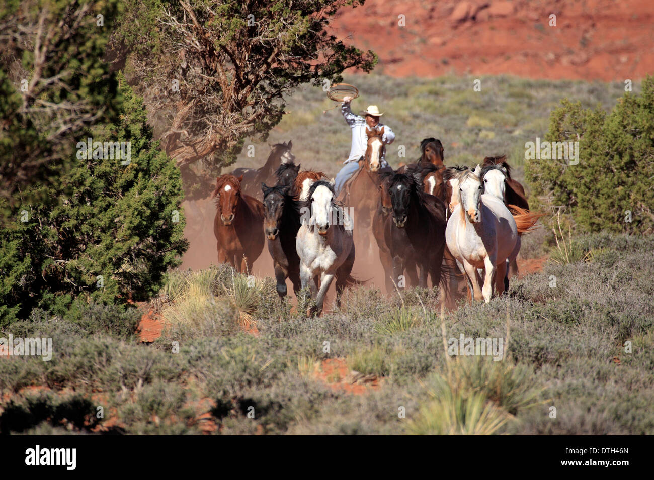 Navajo Cowboy herding Mustangs, native american, Monument Valley, Utah, USA Stock Photo