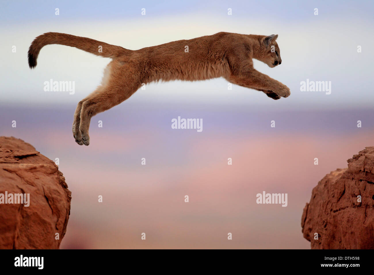 Mountain Lion, Monument Valley, Utah, USA / (Felis concolor) Stock Photo