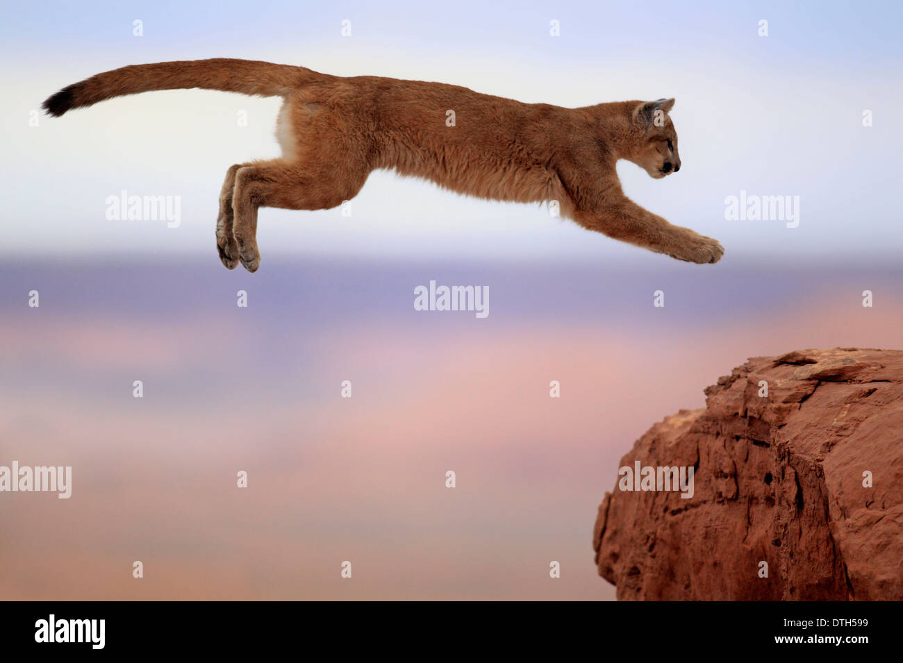 Mountain Lion, Monument Valley, Utah, USA / (Felis concolor) Stock Photo