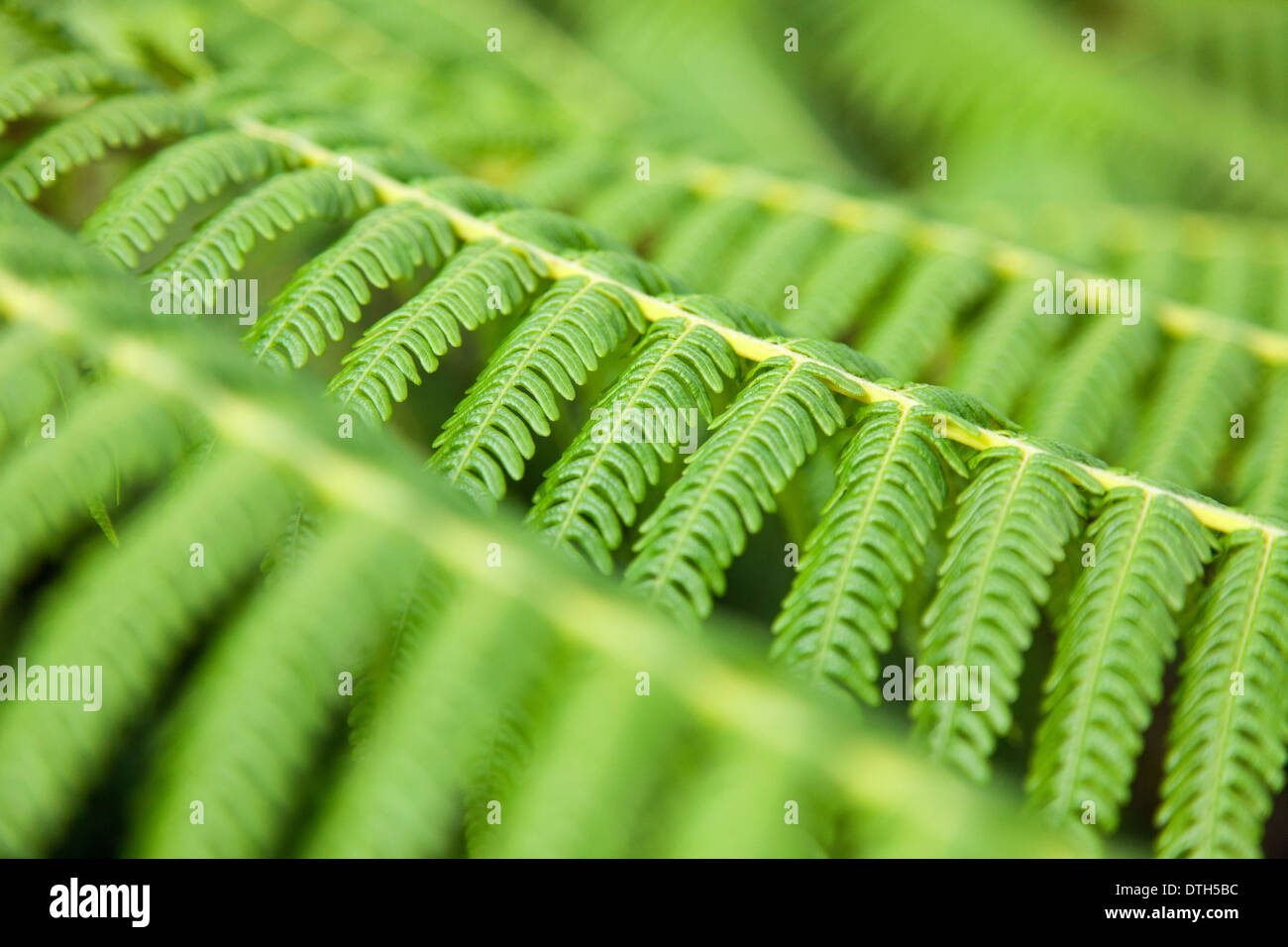 Fern Tree Leaves ( Cyathea Contaminans ) in Borneo, Malaysia Stock Photo