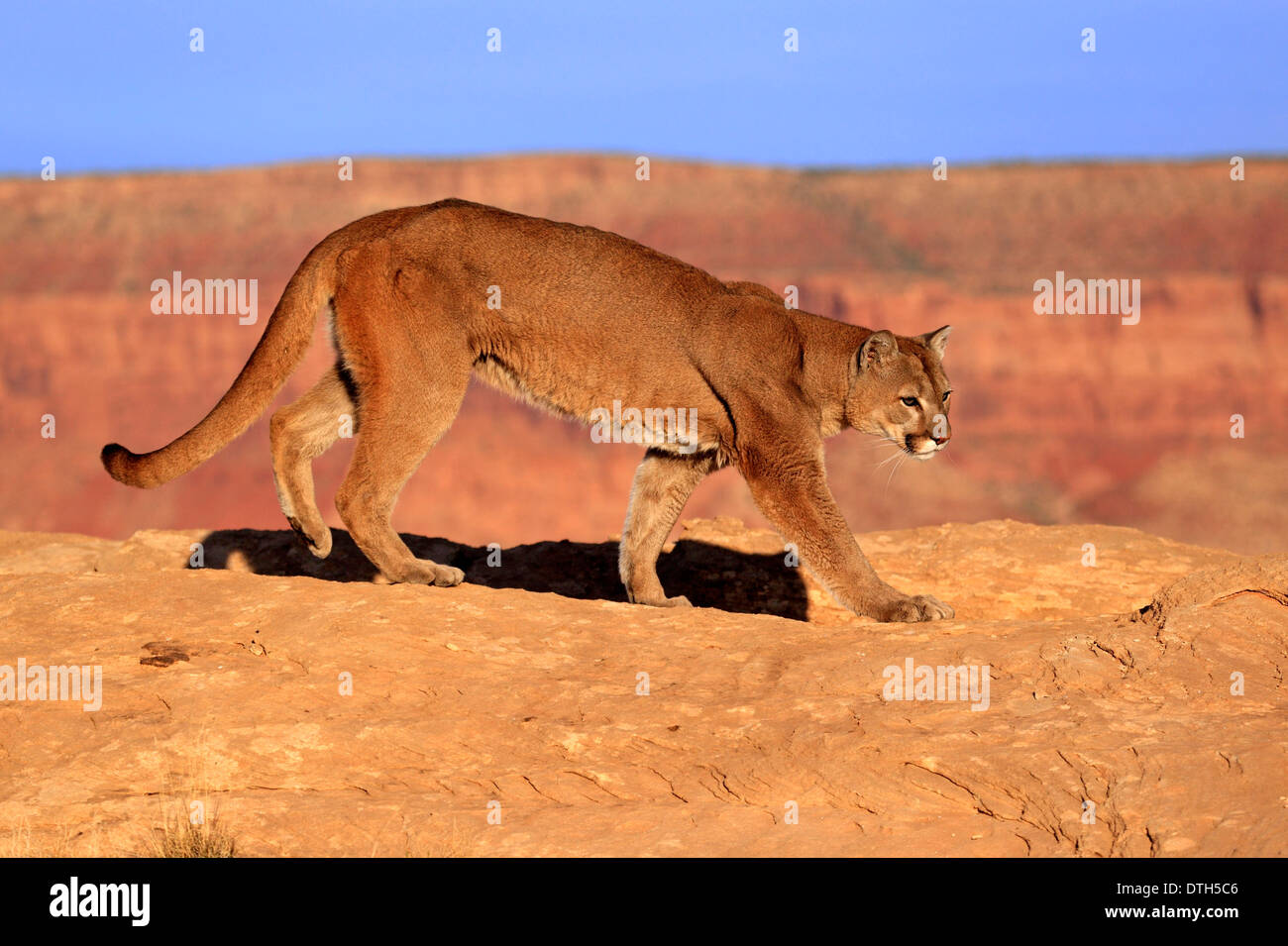 Mountain Lion, Monument Valley, Utah, USA / (Felis concolor) Stock Photo