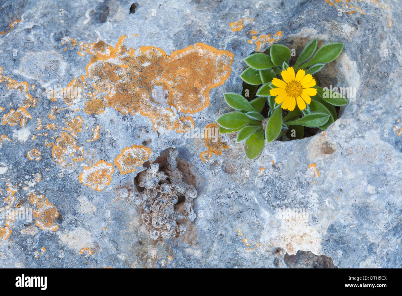 Asteriscus maritimus flower on a lichen-covered limestone rock near the sea shore. Manacor area,Majorca, Balearic islands, Spain Stock Photo