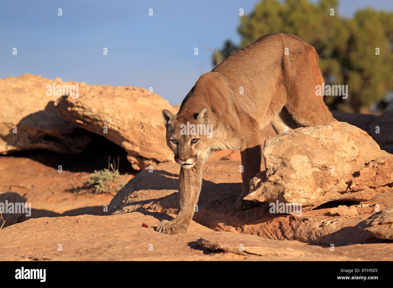 Mountain Lion, Monument Valley, Utah, USA / (Felis concolor) Stock Photo