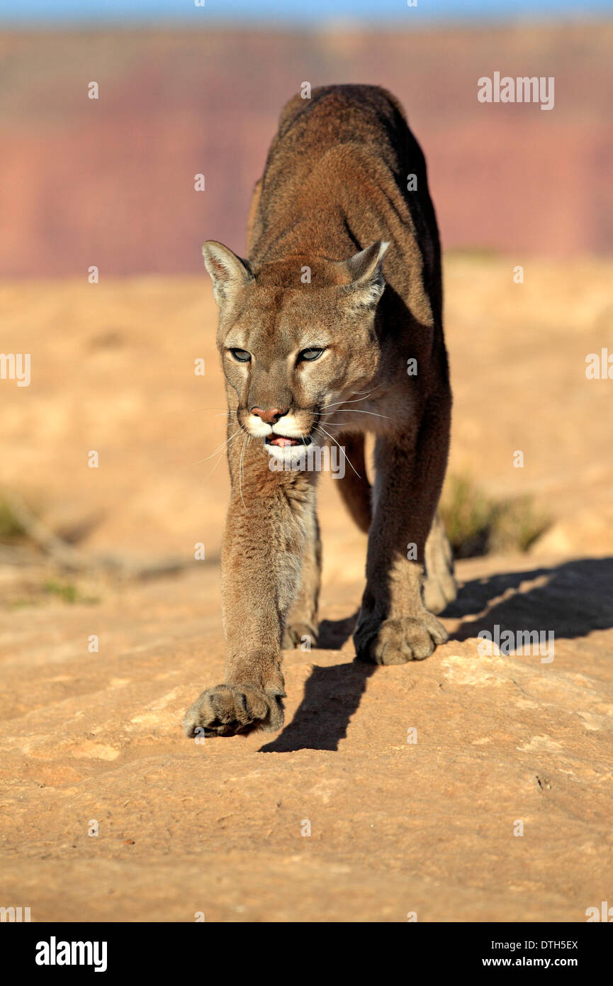 Mountain Lion, Monument Valley, Utah, USA / (Felis concolor) Stock Photo