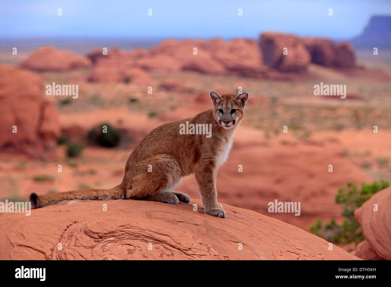 Mountain Lion, Monument Valley, Utah, USA / (Felis concolor) Stock Photo