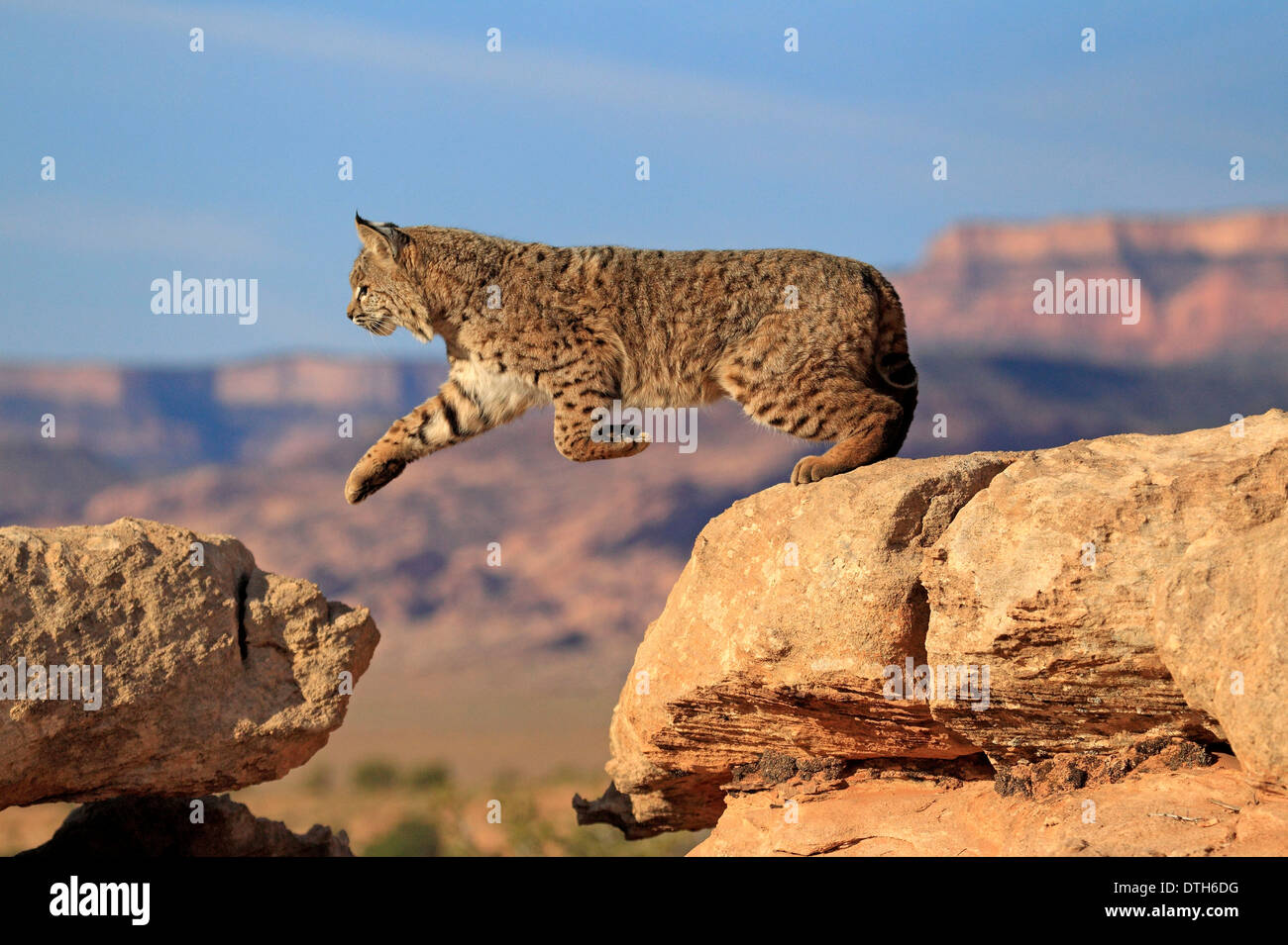 Bobcat, Monument Valley, Utah, USA / (Lynx rufus, Felis rufa Stock Photo Alamy