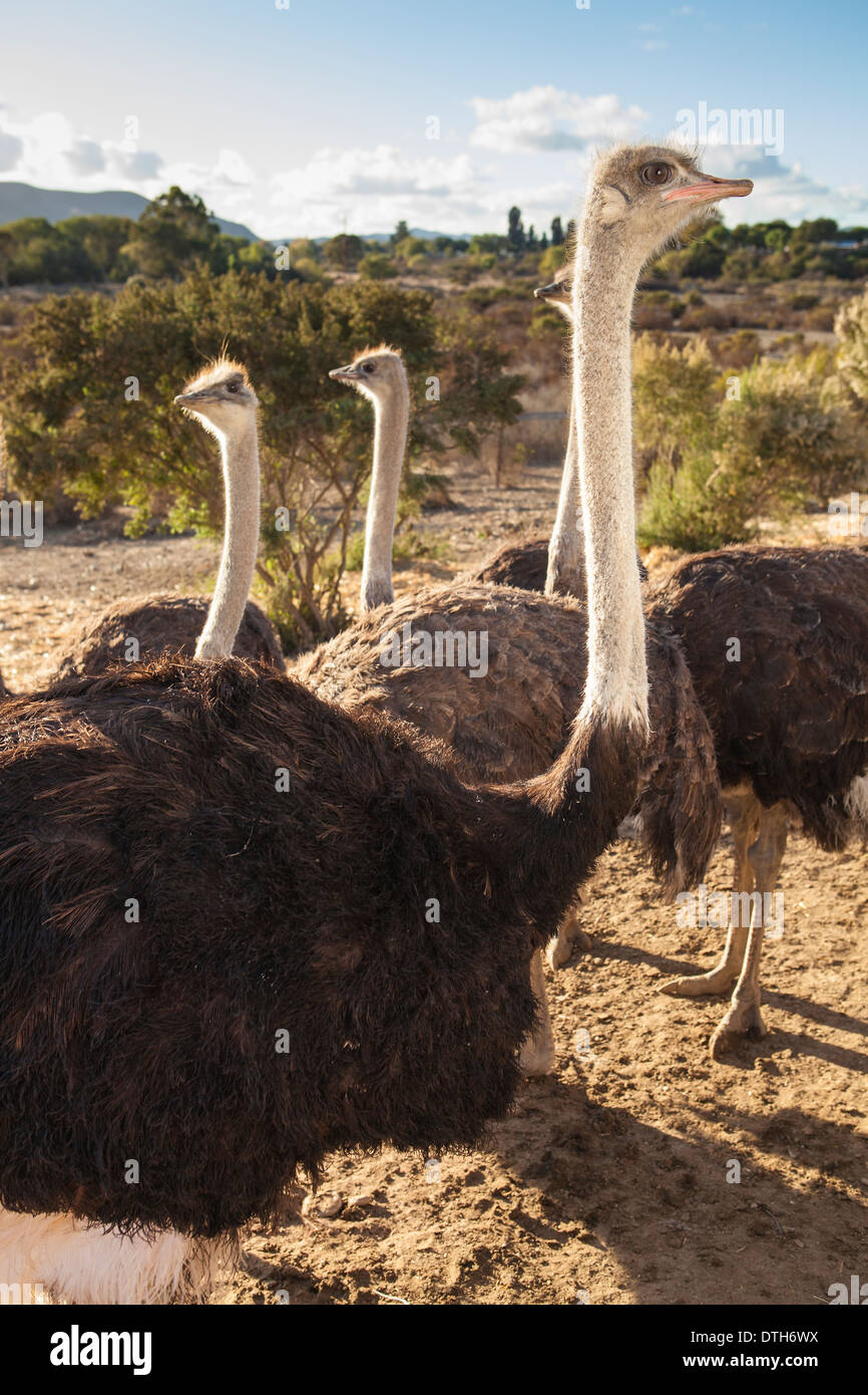 ostrich's walking around at Ostrichland, Solvang, Santa Ynez Valley California Stock Photo