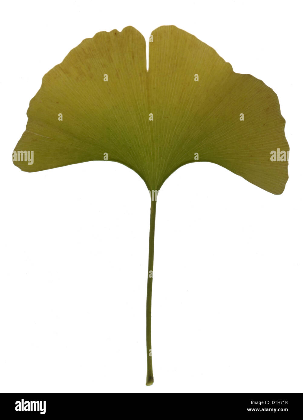 Ginkgo leaf (Ginkgo biloba). Scan. White background Stock Photo - Alamy