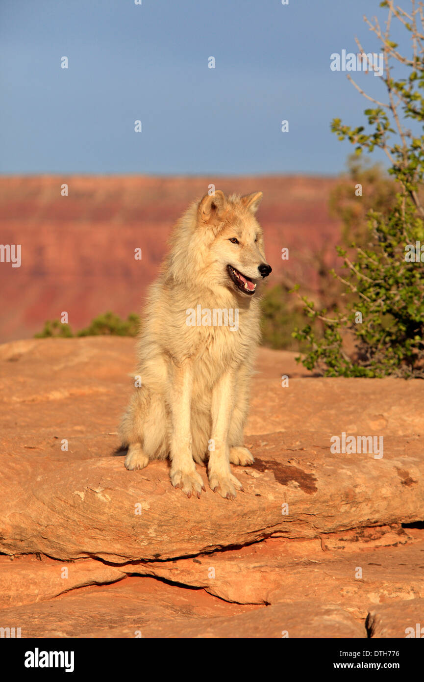 Timber Wolf, Monument Valley, Utah, USA / (Canis lupus Stock Photo Alamy