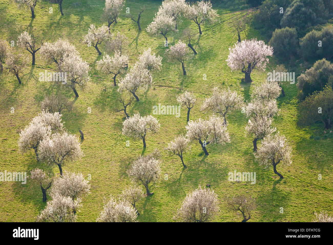 Almond trees in blossom in February. Majorca's countryside, Inca area. Balearic islands, Spain Stock Photo