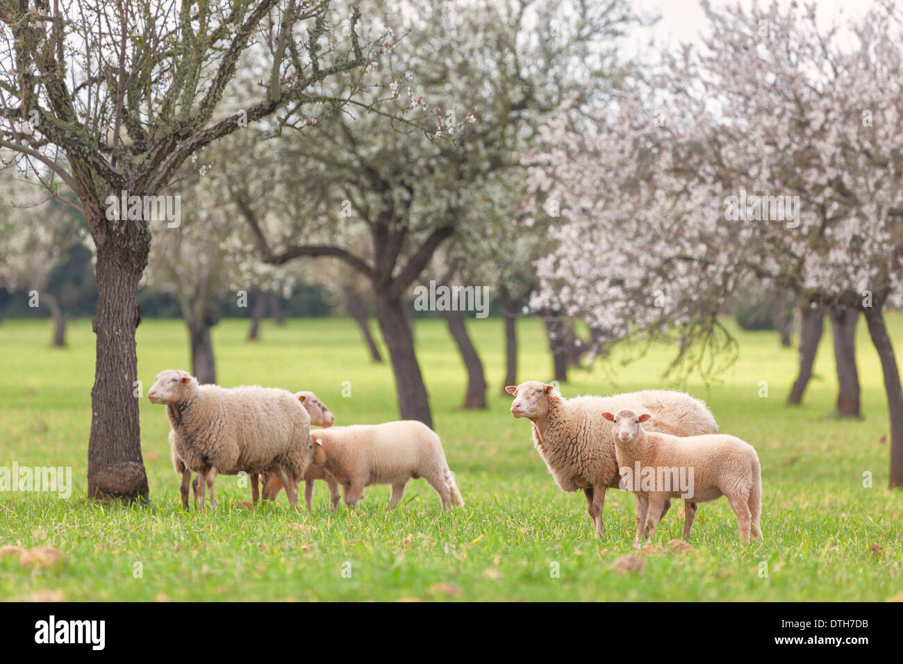 Almond trees in blossom in February. Sheep pasturing in the countryside. Llucmajor area. Majorca, Balearic islands, Spain Stock Photo