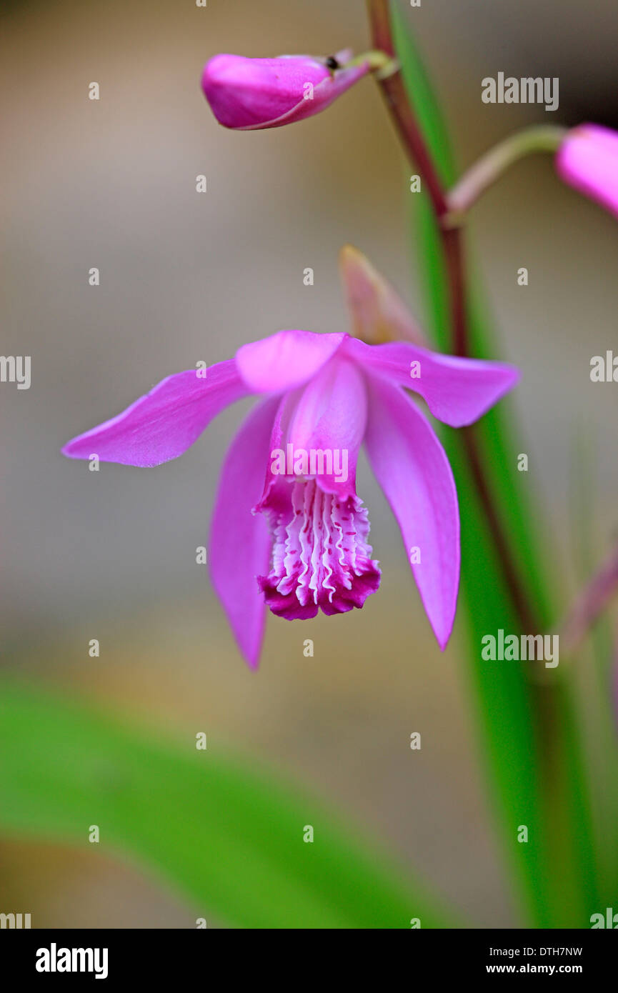 Hardy Orchid / (Bletilla striata) / Chinese Ground Orchid Stock Photo