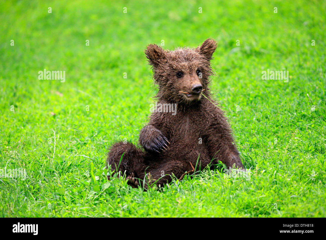 European Brown Bear, cub / (Ursus arctos) Stock Photo