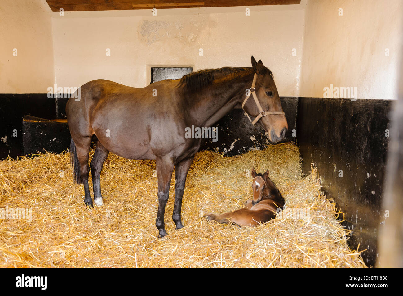 Shamdara (1998), owned by the Aga Khan, with a one day old (unnamed) foal, born 05/02/2014. Stock Photo
