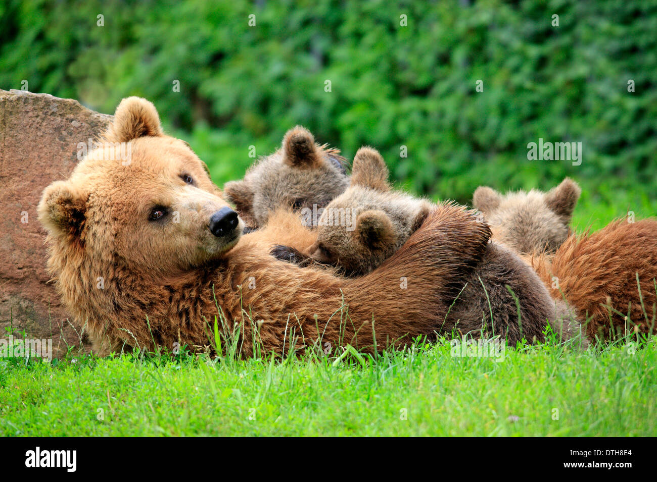 Female bear suckling her cubs hi-res stock photography and images - Alamy