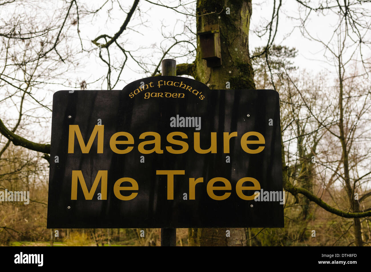 The 'Measure Me Tree' at St. Fiachra's Garden, Irish National Stud, Kildare, which children can measure using Pythagoras' Theorem. Stock Photo