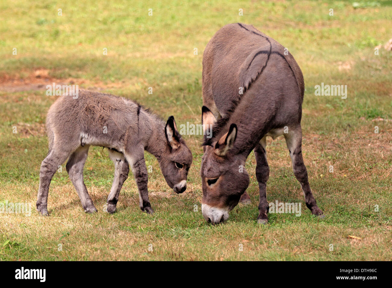 Domestic Donkeys, mare with foal Stock Photo
