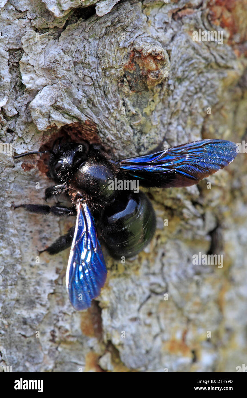 Violet Carpenter Bee, Rhineland-Palatinate, Germany, Europe / (Xylocopa violacea) Stock Photo