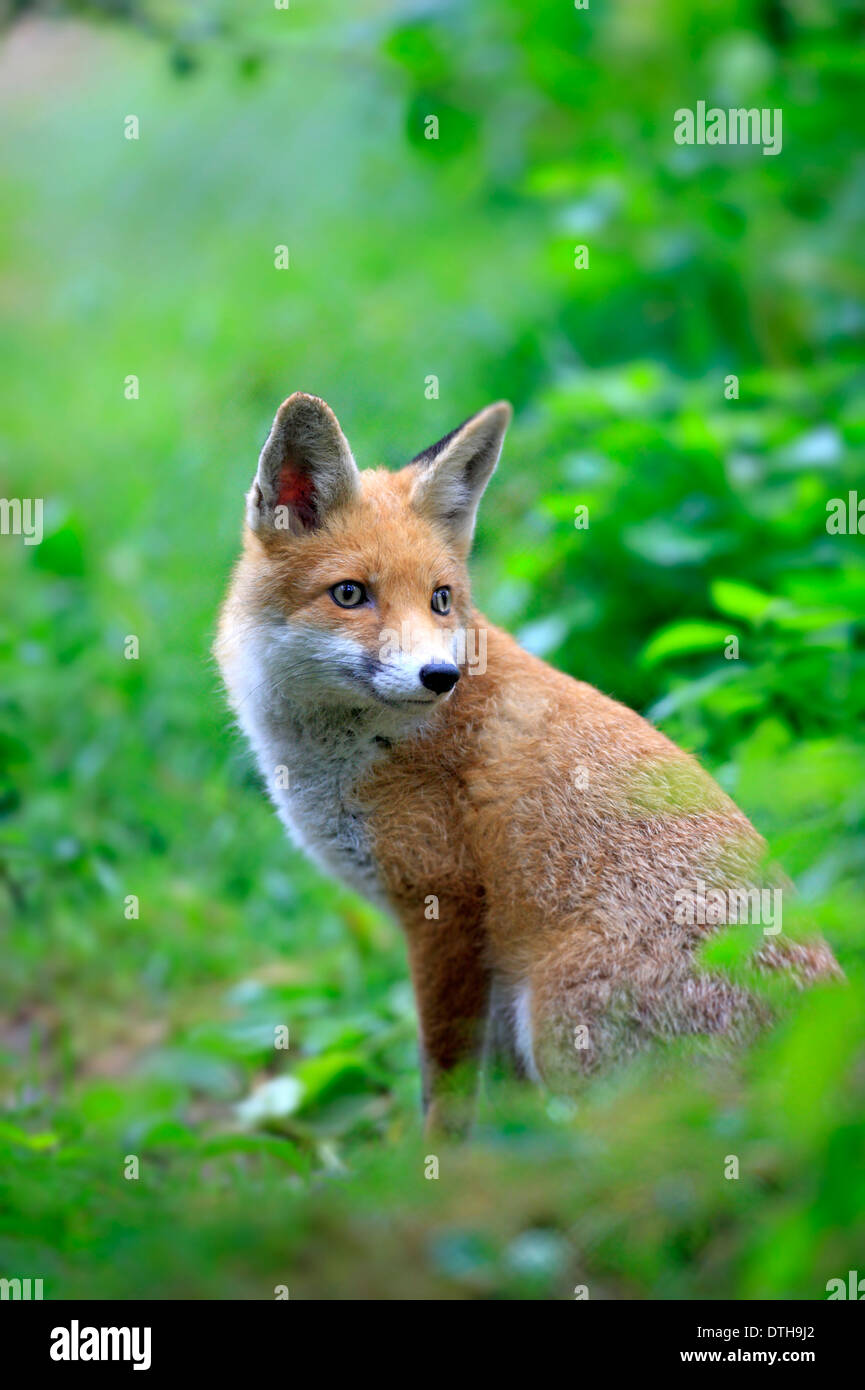 Red Fox, Germany / (Vulpes vulpes Stock Photo - Alamy