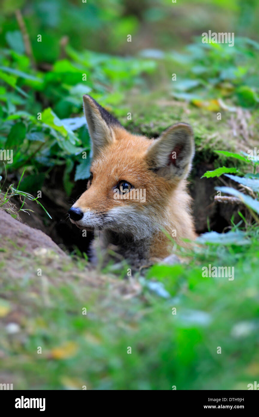 Fox germany hires stock photography and images Alamy