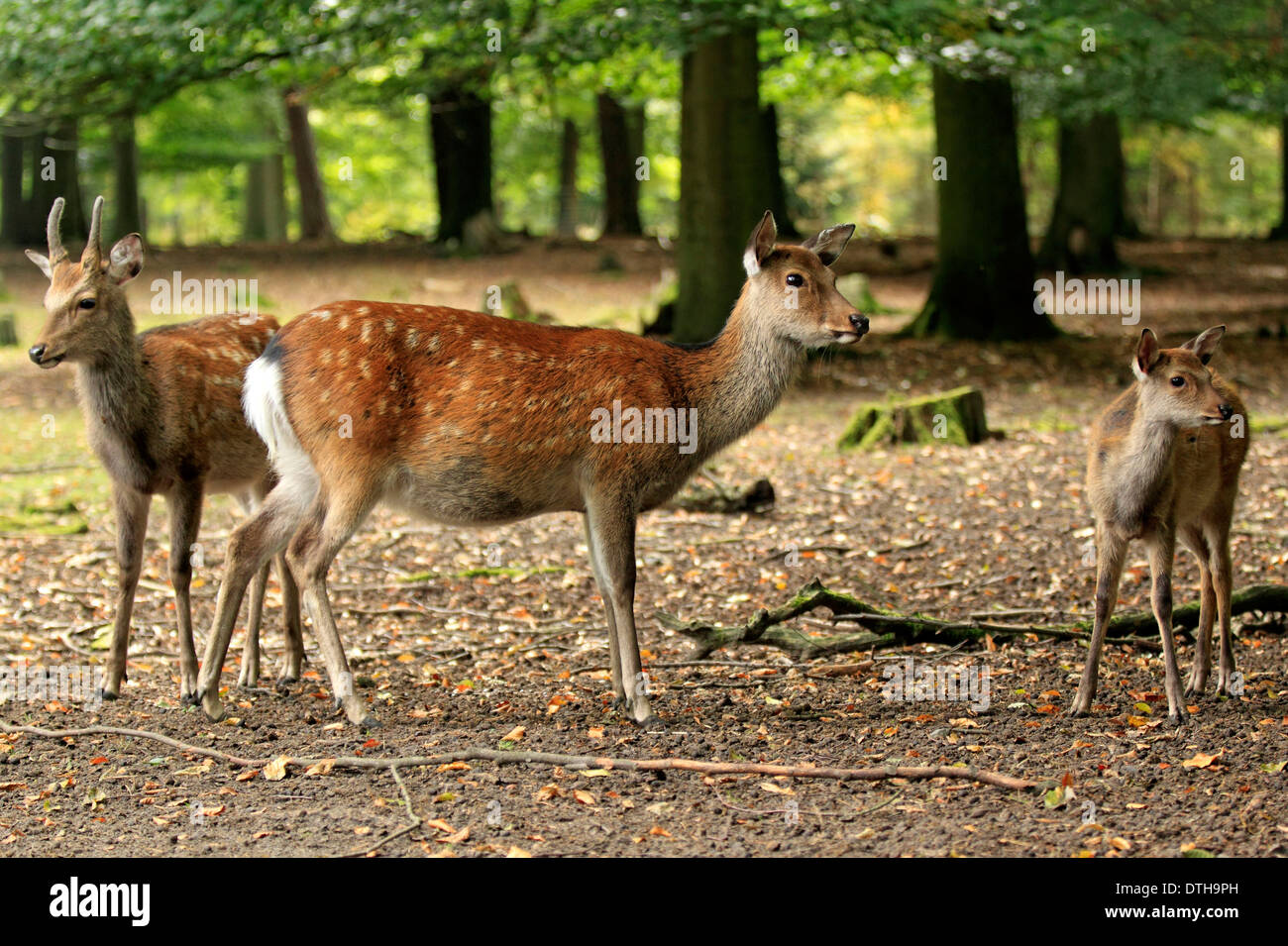 Sika Deer, male, female and young / (Cervus nippon) Stock Photo