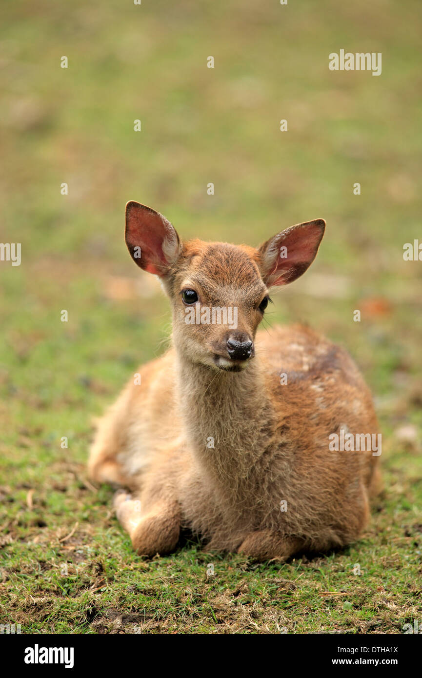 Sika Deer, young / (Cervus nippon) Stock Photo