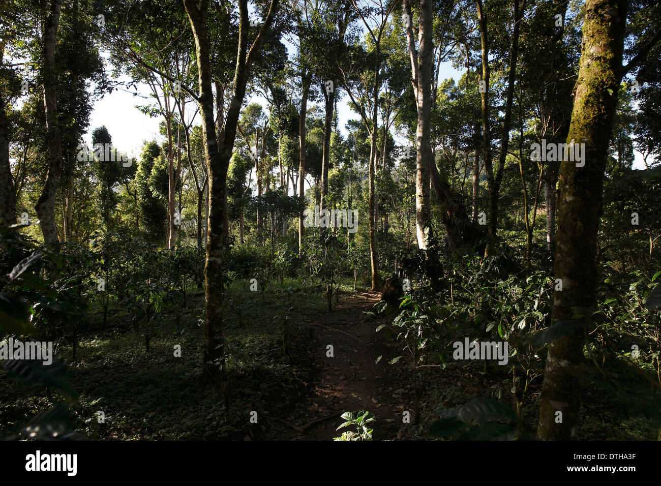 Shade-grown coffee plantation, San Ramon, Nicaragua Stock Photo