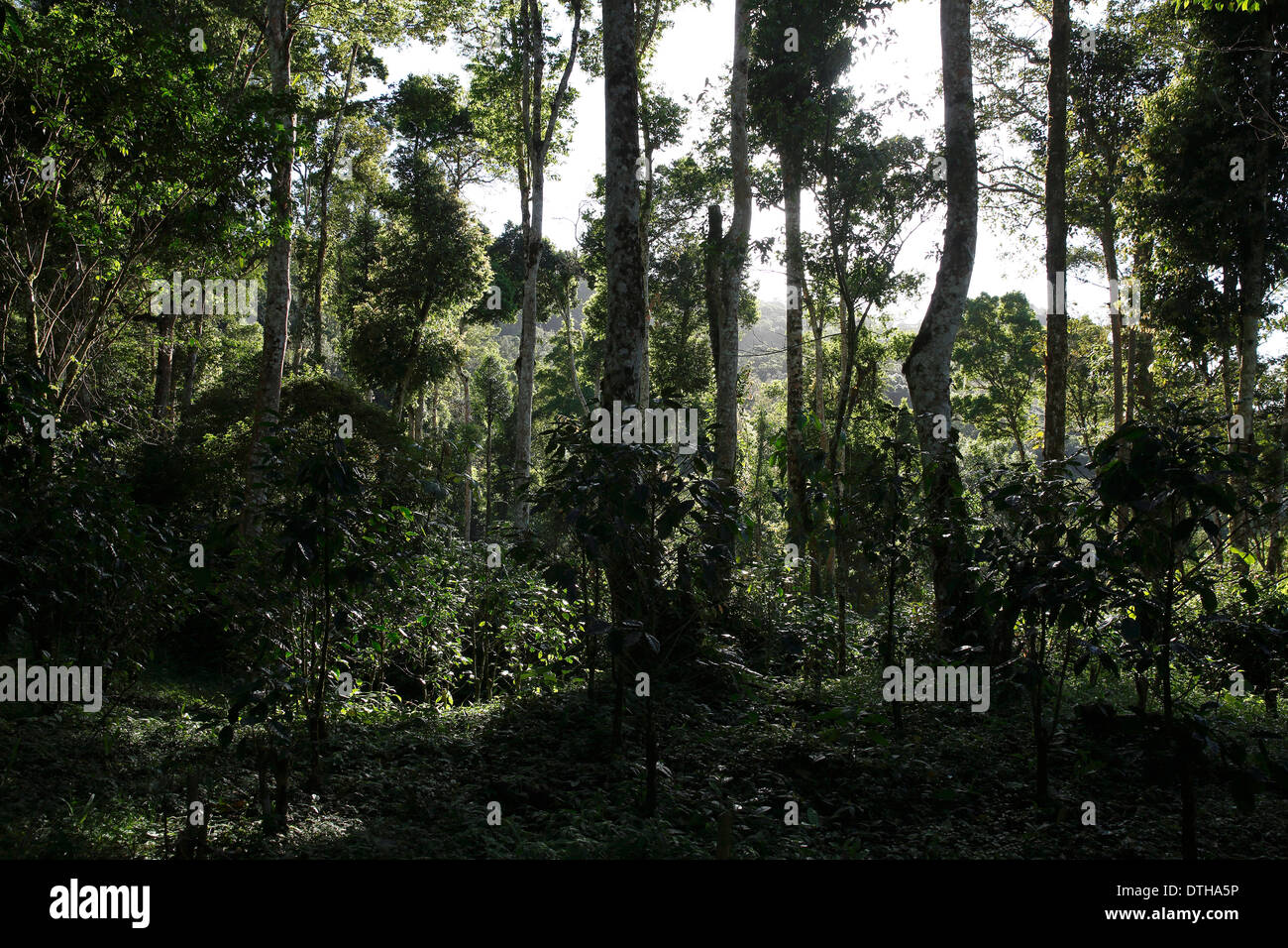 Shade-grown coffee plantation, San Ramon, Nicaragua Stock Photo