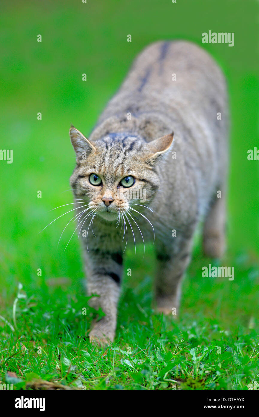 Common Wild Cat / (Felis silvestris) Stock Photo