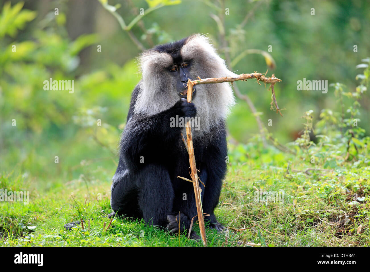 Lion tailed Macaque / (Macaca silenus) Stock Photo