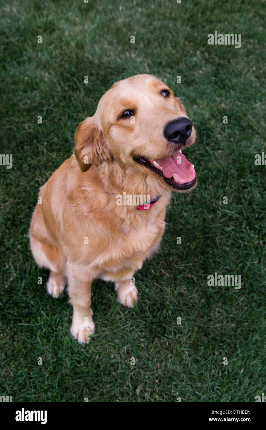 Golden retriever dog. Stock Photo