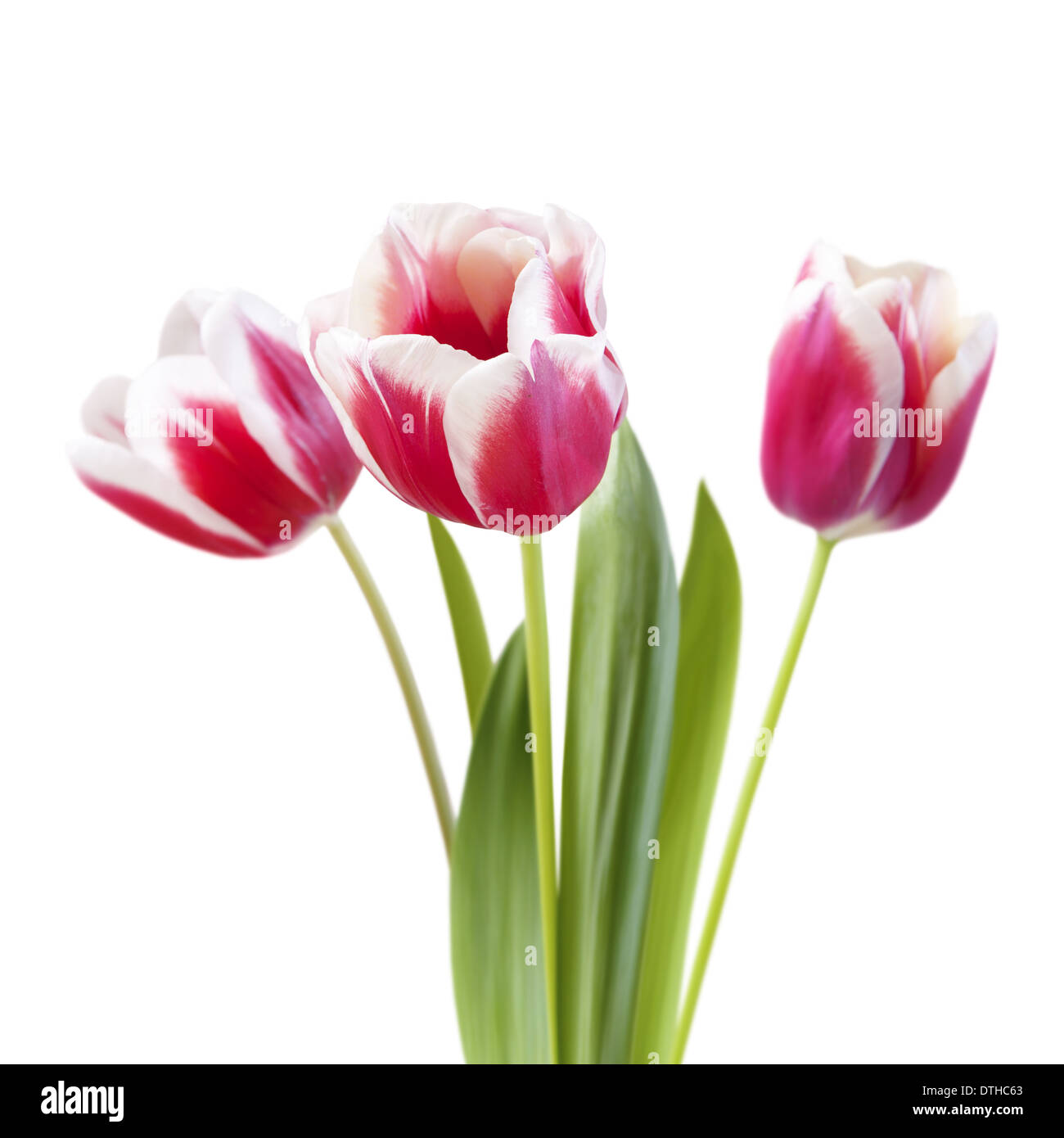 bouquet of tulips on white background, isoated Stock Photo - Alamy
