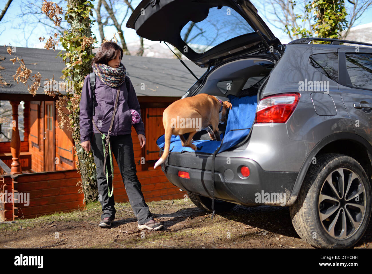 Dog jumps in car trunk Stock Photo Alamy