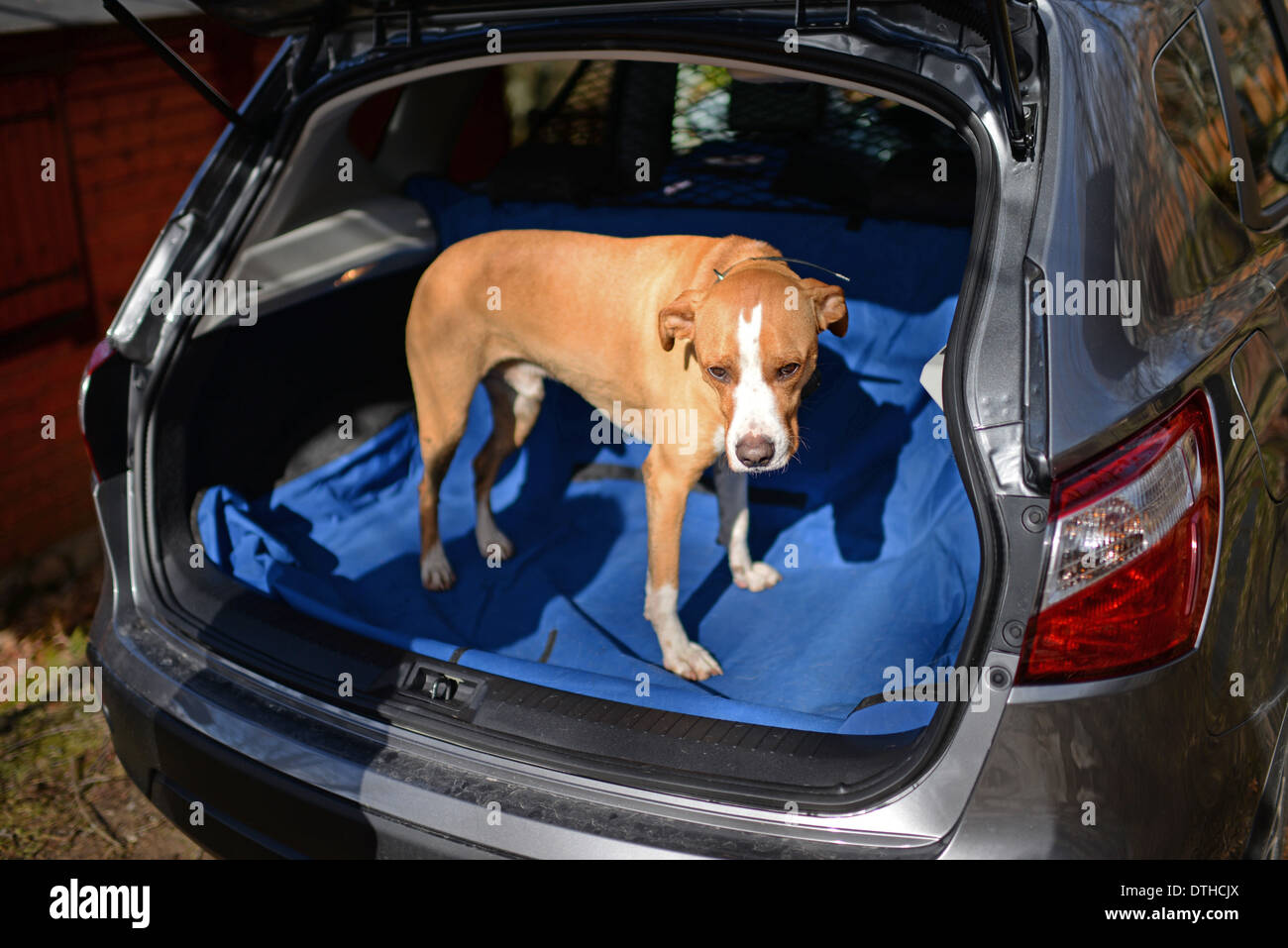 Brown dog in car trunk Stock Photo Alamy