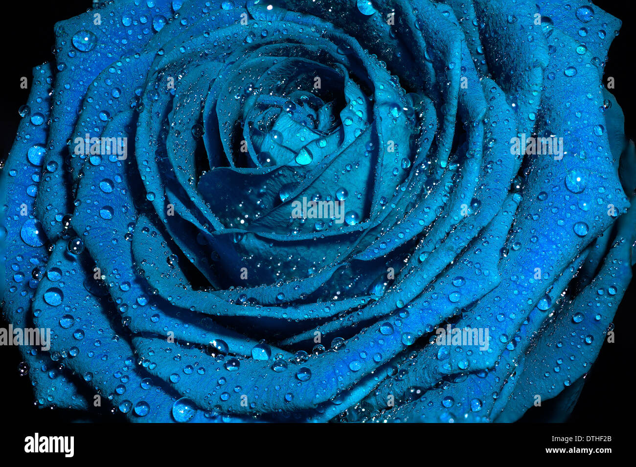 Blue rose with water drops on petals. Stock Photo