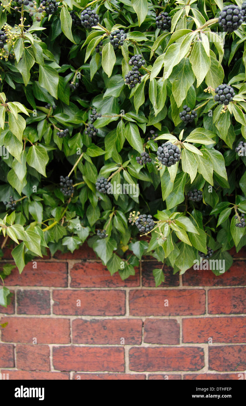 Common ivy (Hedera Helix) gowing up red brick wall showing flowers that have turned into black berries, England, UK Stock Photo