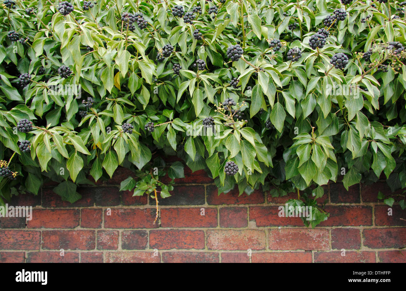 Common ivy (Hedera Helix) gowing up red brick wall showing flowers that have turned into black berries, England, UK Stock Photo